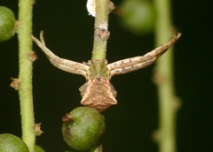 Pistius