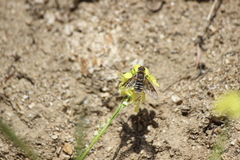 Thyridanthrax andrewsi