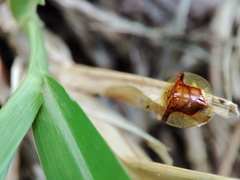 Aspidimorpha furcata