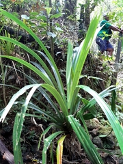 Pandanus