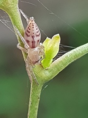Clubiona robusta