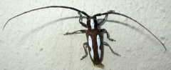 Prosopocera paykulli