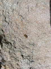 Exosphaeroma truncatitelson