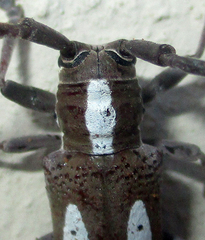 Prosopocera paykulli