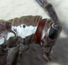 Prosopocera paykulli