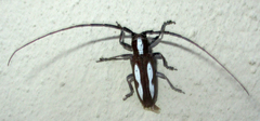 Prosopocera paykulli