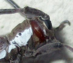 Prosopocera paykulli