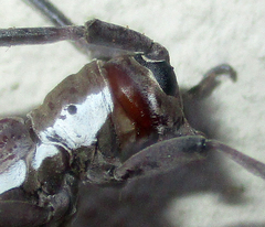 Prosopocera paykulli