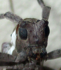 Prosopocera paykulli