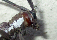 Prosopocera paykulli