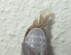 Prosopocera paykulli