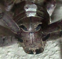 Prosopocera paykulli