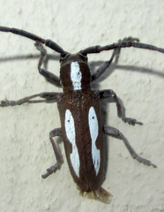 Prosopocera paykulli