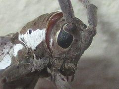 Prosopocera paykulli