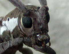 Prosopocera paykulli