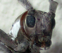 Prosopocera paykulli