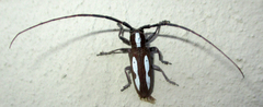 Prosopocera paykulli