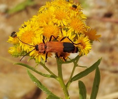 Chauliognathus profundus