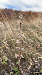 Salvia verticillata