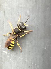 Ectemnius cephalotes