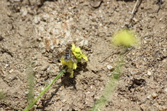 Thyridanthrax andrewsi