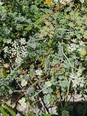 Dasispermum suffruticosum