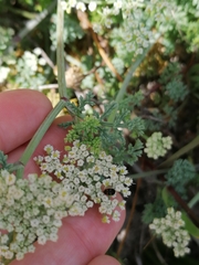 Dasispermum suffruticosum