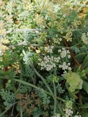 Dasispermum suffruticosum