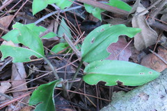 Prescottia stachyodes