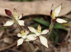 Caladenia marginata