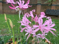 Nerine bowdenii