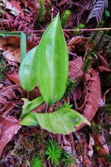 Prescottia stachyodes