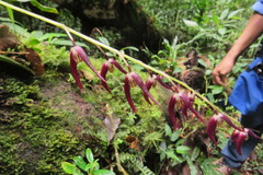 Stelis megachlamys