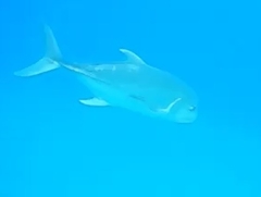 Caranx ignobilis