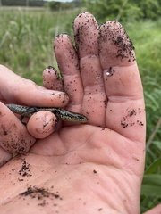 Lissolepis coventryi