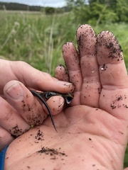 Lissolepis coventryi