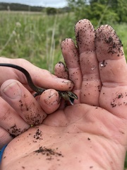 Lissolepis coventryi