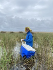 Lissolepis coventryi