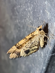 Chrysolarentia insulsata