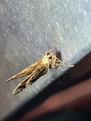 Chrysolarentia insulsata