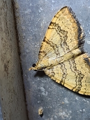 Chrysolarentia insulsata