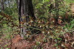 Prosthechea michuacana