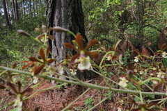 Prosthechea michuacana