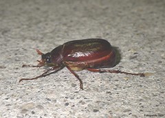 Phyllophaga rugosa