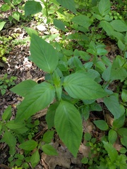 Dicliptera brachiata