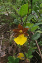 Oncidium graminifolium