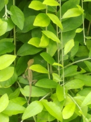 Calotes versicolor