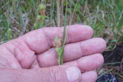 Carex complanata