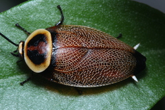 Ellipsidion reticulatum