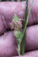 Carex complanata